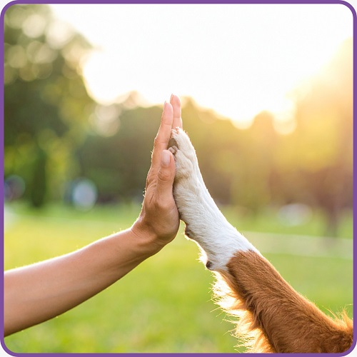 Nicky kedi ve köpek mamaları hakkında