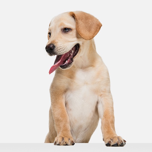 Yavru Köpeklerde Mama Seçimi Nasıl Olmalıdır?